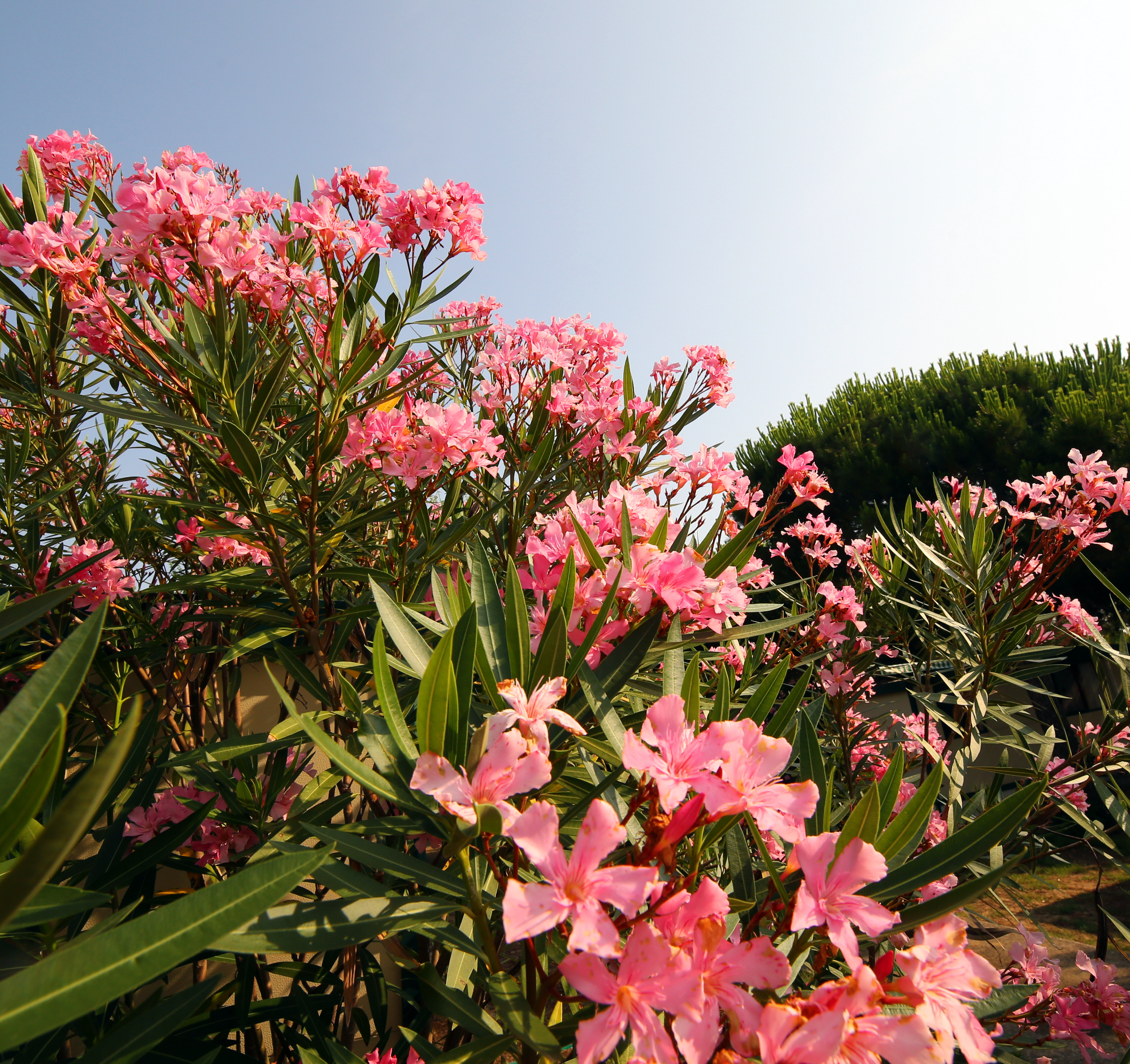 Sprehodi ob morju in skrb za oleander